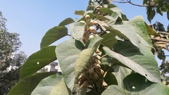 Magnoliopsida