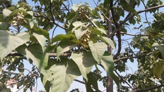 Magnoliopsida