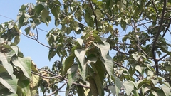 Magnoliopsida