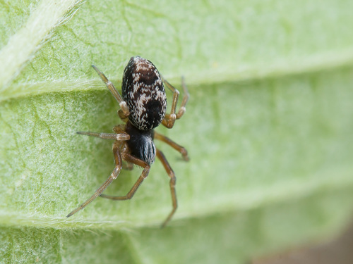 Dictyna uncinata