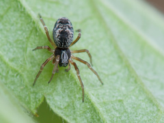 Dictyna uncinata