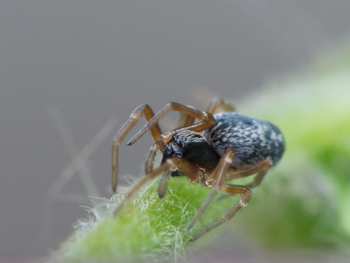 Dictyna uncinata