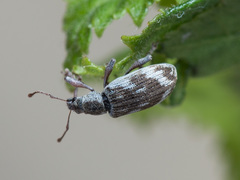 Polydrusus tereticollis