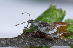 Polydrusus tereticollis