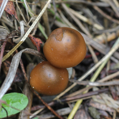 Psilocybe azurescens