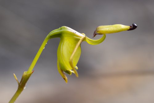Smooth-billed Duck Orchid