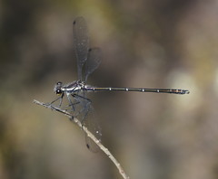 Austroargiolestes isabellae