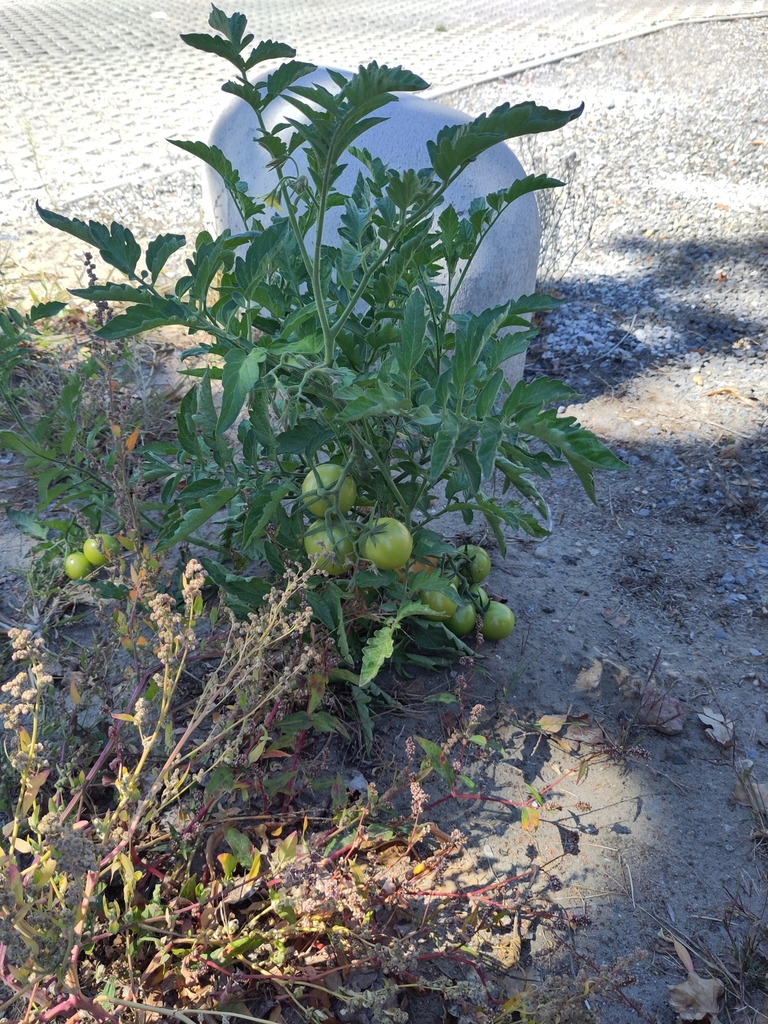 Solanum lycopersicum