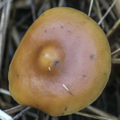 Psilocybe azurescens
