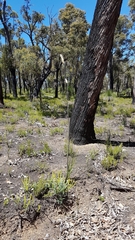 Xanthorrhoea gracilis