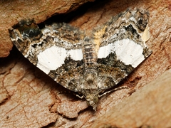 Chrysolarentia phaedra