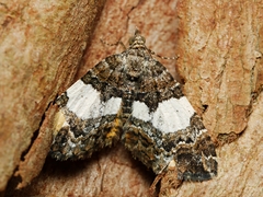 Chrysolarentia phaedra