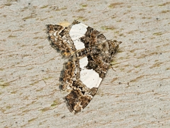 Chrysolarentia phaedra