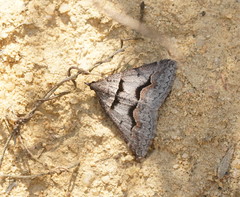 Dichromodes atrosignata
