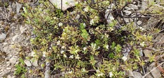 Pimelea suteri