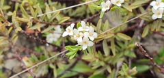 Pimelea suteri