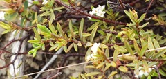 Pimelea suteri