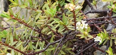 Pimelea suteri