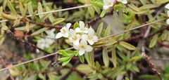 Pimelea suteri