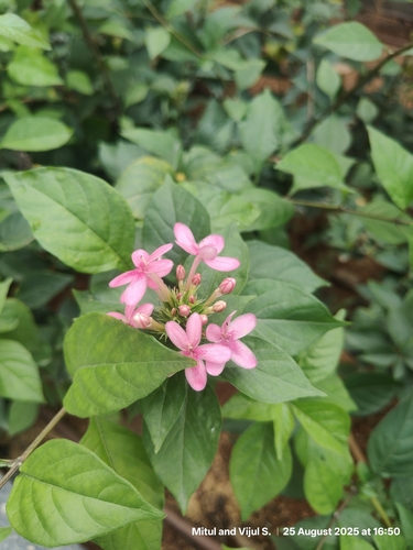 Pseuderanthemum laxiflorum