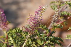 Grevillea acanthifolia