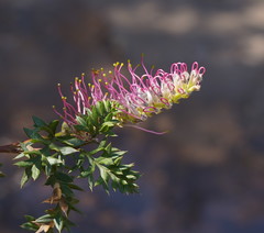 Grevillea acanthifolia
