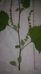 Ambrosia cordifolia