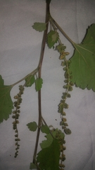 Ambrosia cordifolia