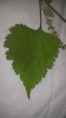 Ambrosia cordifolia