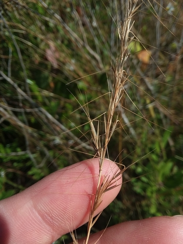 Image of Aristida virgata by (c) Will McFarland, some rights reserved (CC BY)