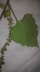 Ambrosia cordifolia