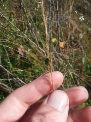 Aristida virgata