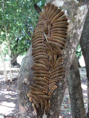 Heraclides rogeri rogeri