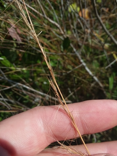 Image of Aristida virgata by (c) Will McFarland, some rights reserved (CC BY)