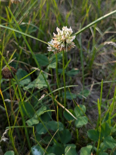 white clover