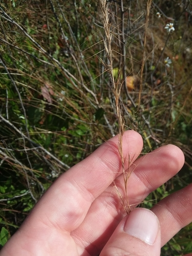 Image of Aristida virgata by (c) Will McFarland, some rights reserved (CC BY)