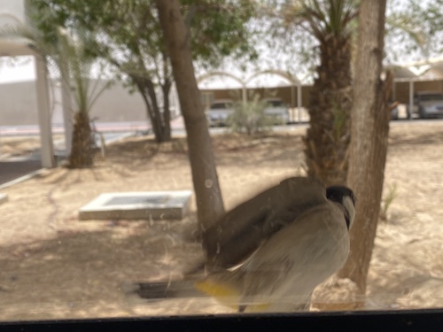 White-eared Bulbul