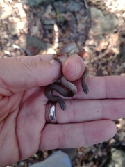 Virginia valeriae elegans