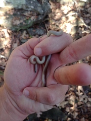 Virginia valeriae elegans