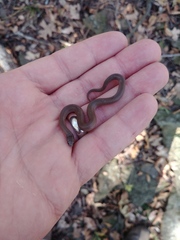 Virginia valeriae elegans