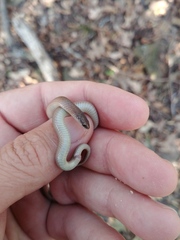 Virginia valeriae elegans