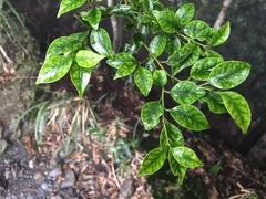 Ilex goshiensis