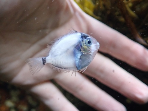 Black doctorfish (Acanthurus chirurgus) — Acanthuridae — 2