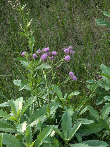 Cirsium arvense integrifolium