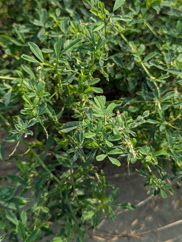 Alfalfa