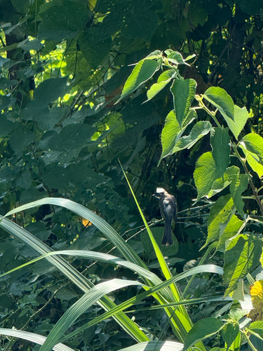 Light-vented Bulbul