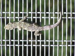 Mokopirirakau southern north island