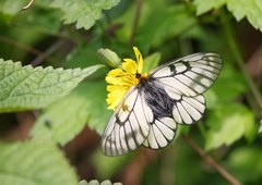 Parnassius glacialis