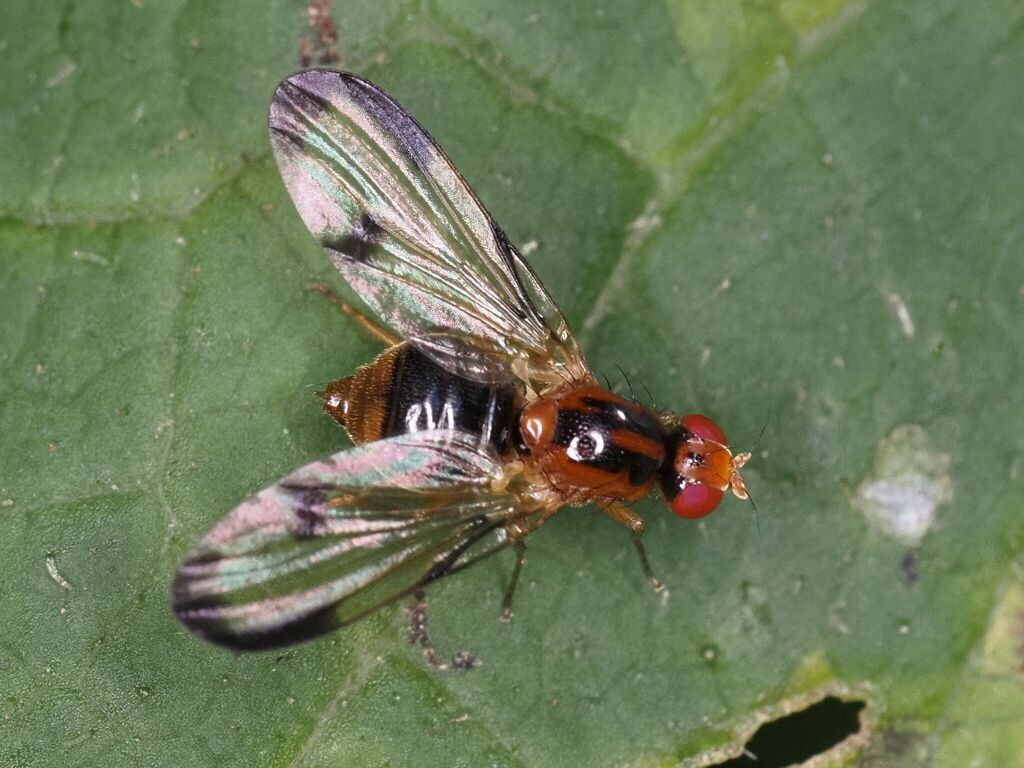 Palloptera ambusta