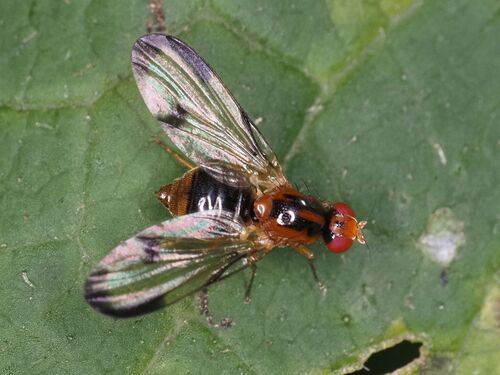Palloptera ambusta